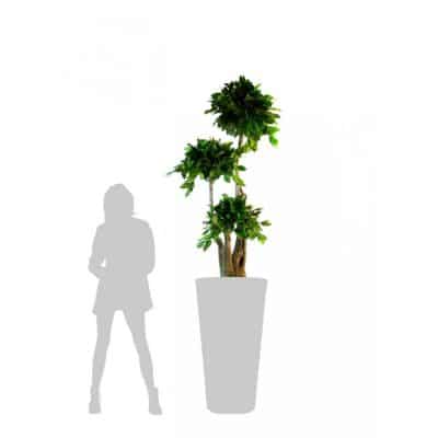 arbre-bonsai-salal-stabilise-ht-160-cm