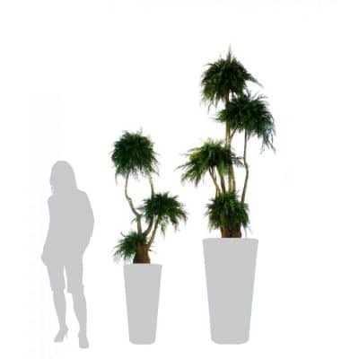 arbre-bonsai-thuya-stabilise-ht-160-cm