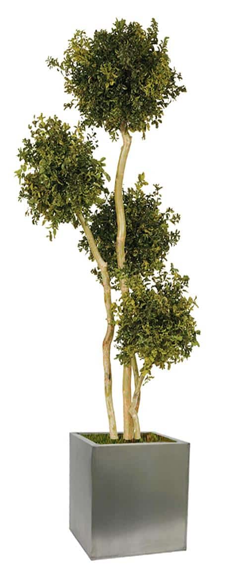 Green 4 Boule Pitosporo Tree