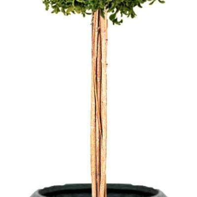 catalogo_Page_08_Image_0007