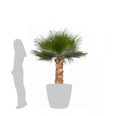 palmier-washingtonia-stabilise