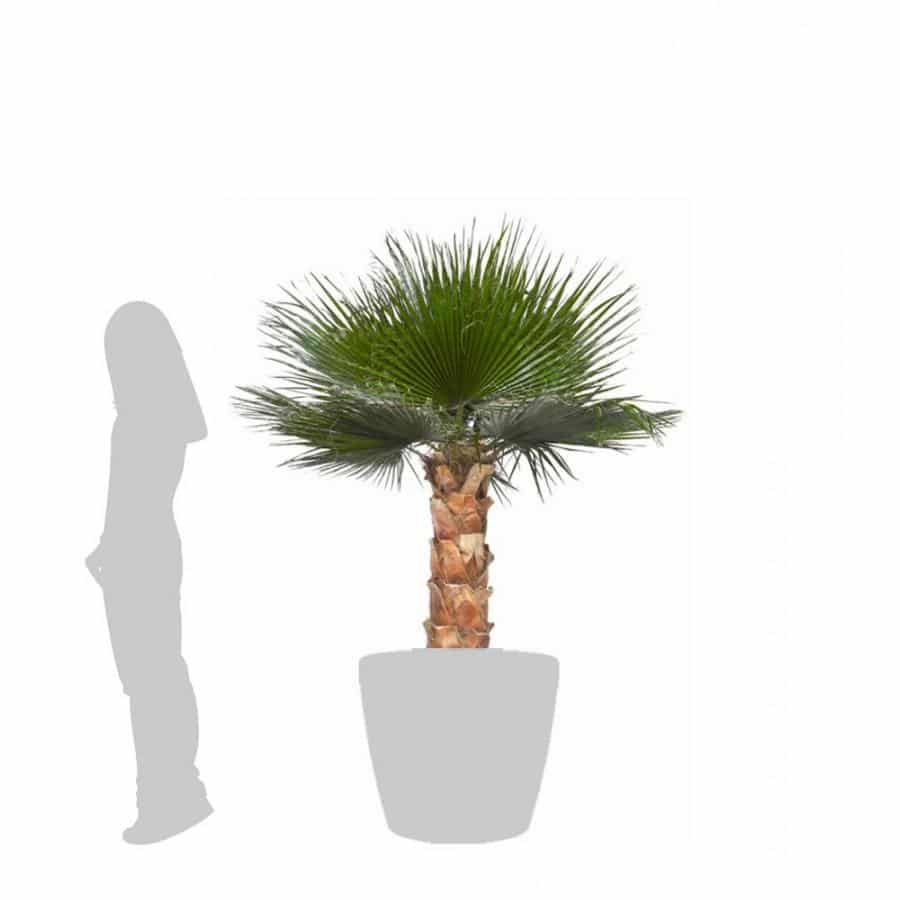 palmier-washingtonia-stabilise