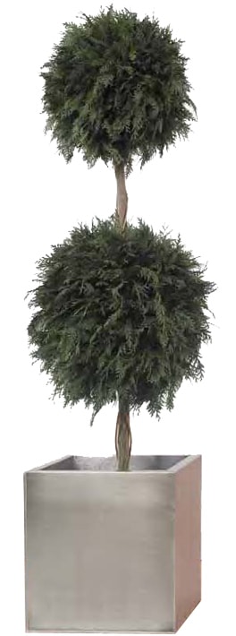 Topiaria doppia thuja stabilizzata