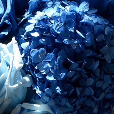 galeria_hortensia_02