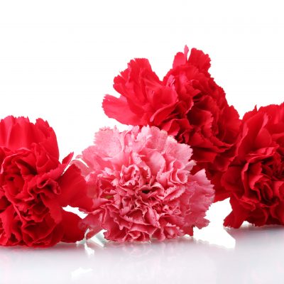 Bouquet of carnations isolated on white