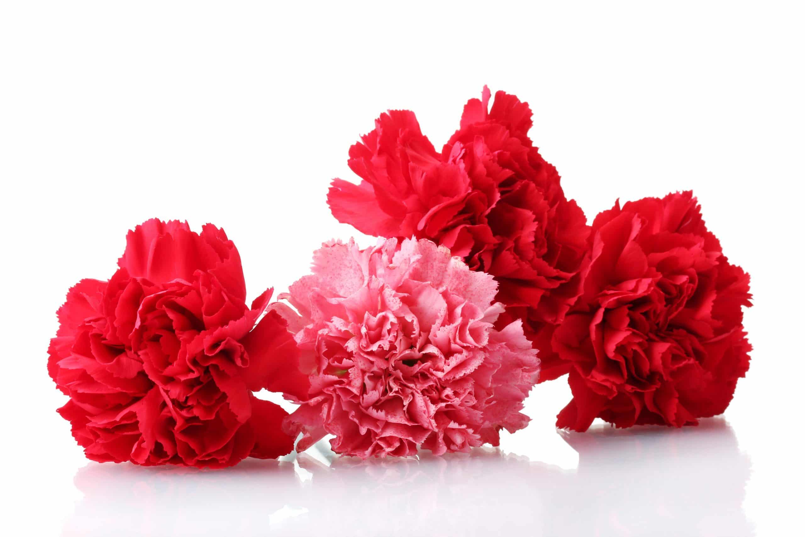 Bouquet of carnations isolated on white