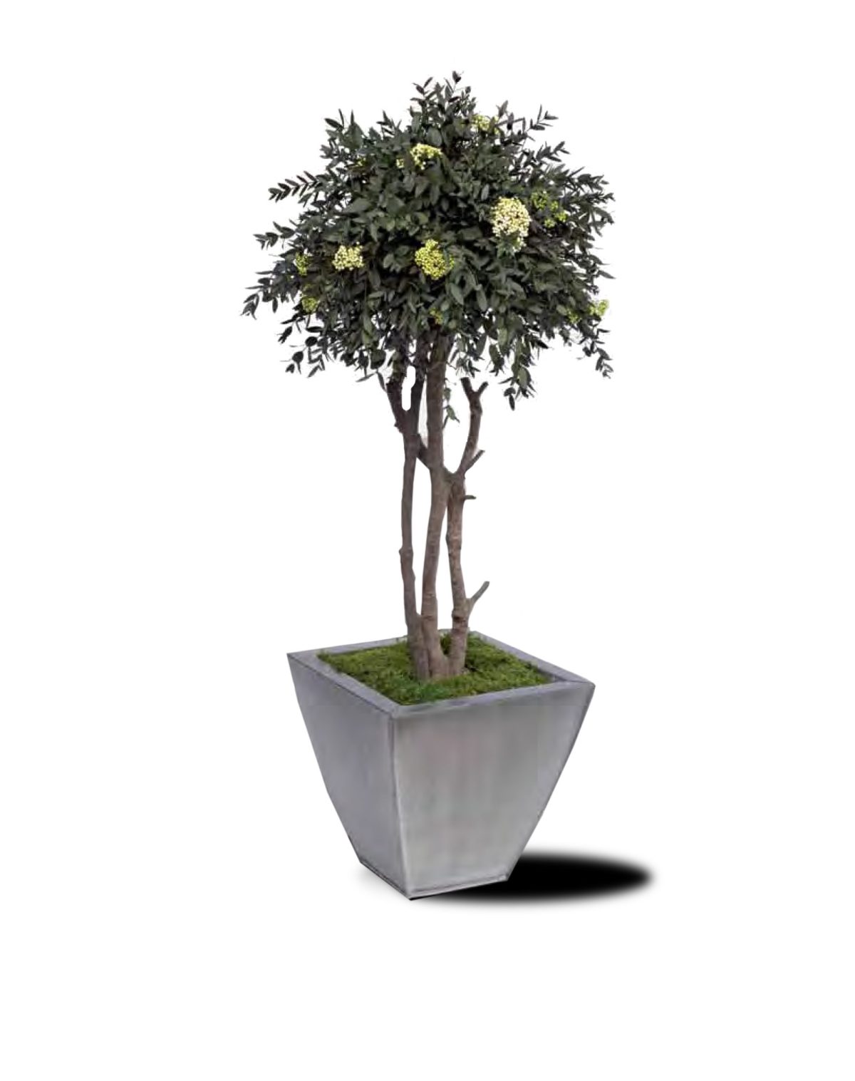 Diosmi stabilized Eucalyptus Parvifolia