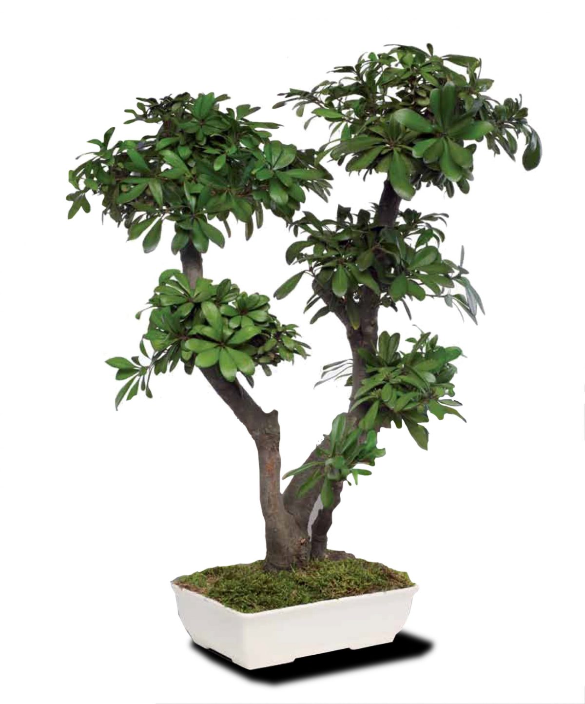 Preserved Tobira Bonsai