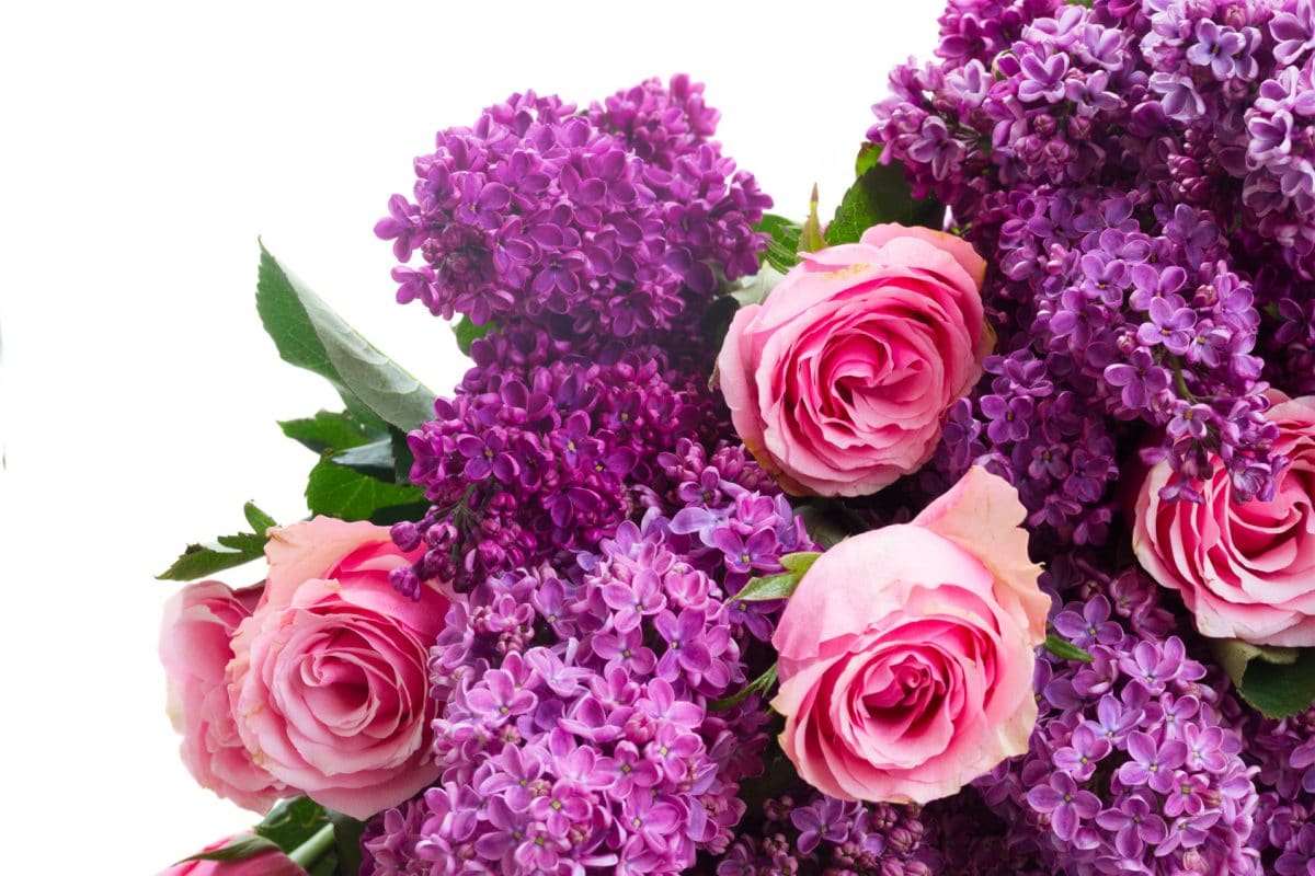 Parete floreale rose e ortensie stabilizzate mix flower