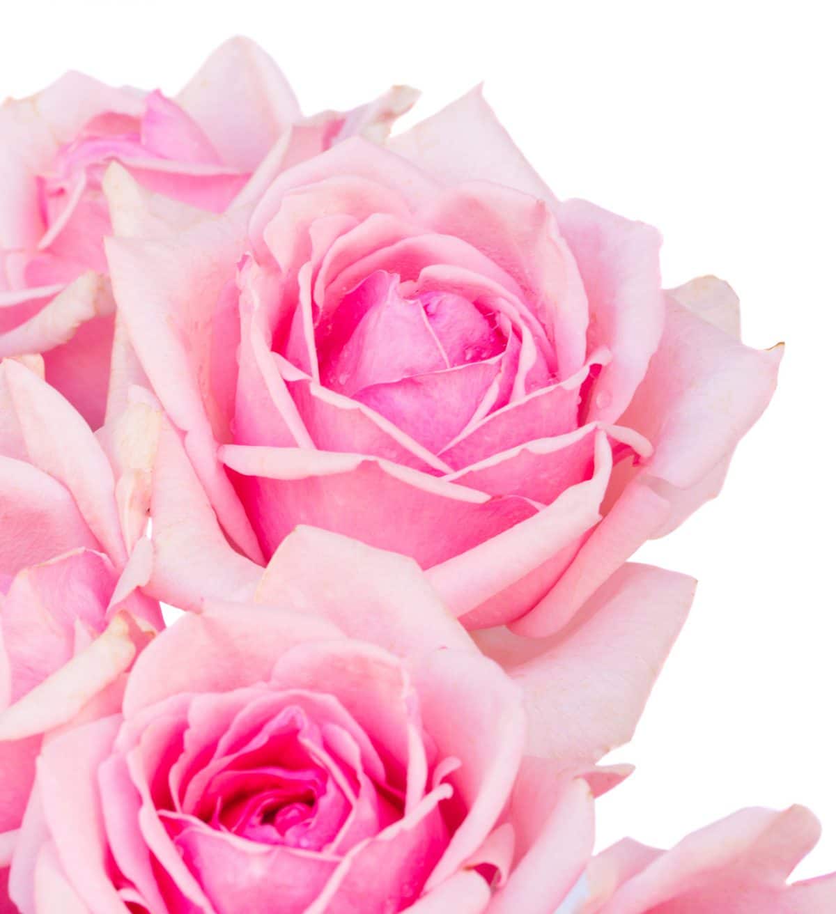 Parete floreale in rose stabilizzate