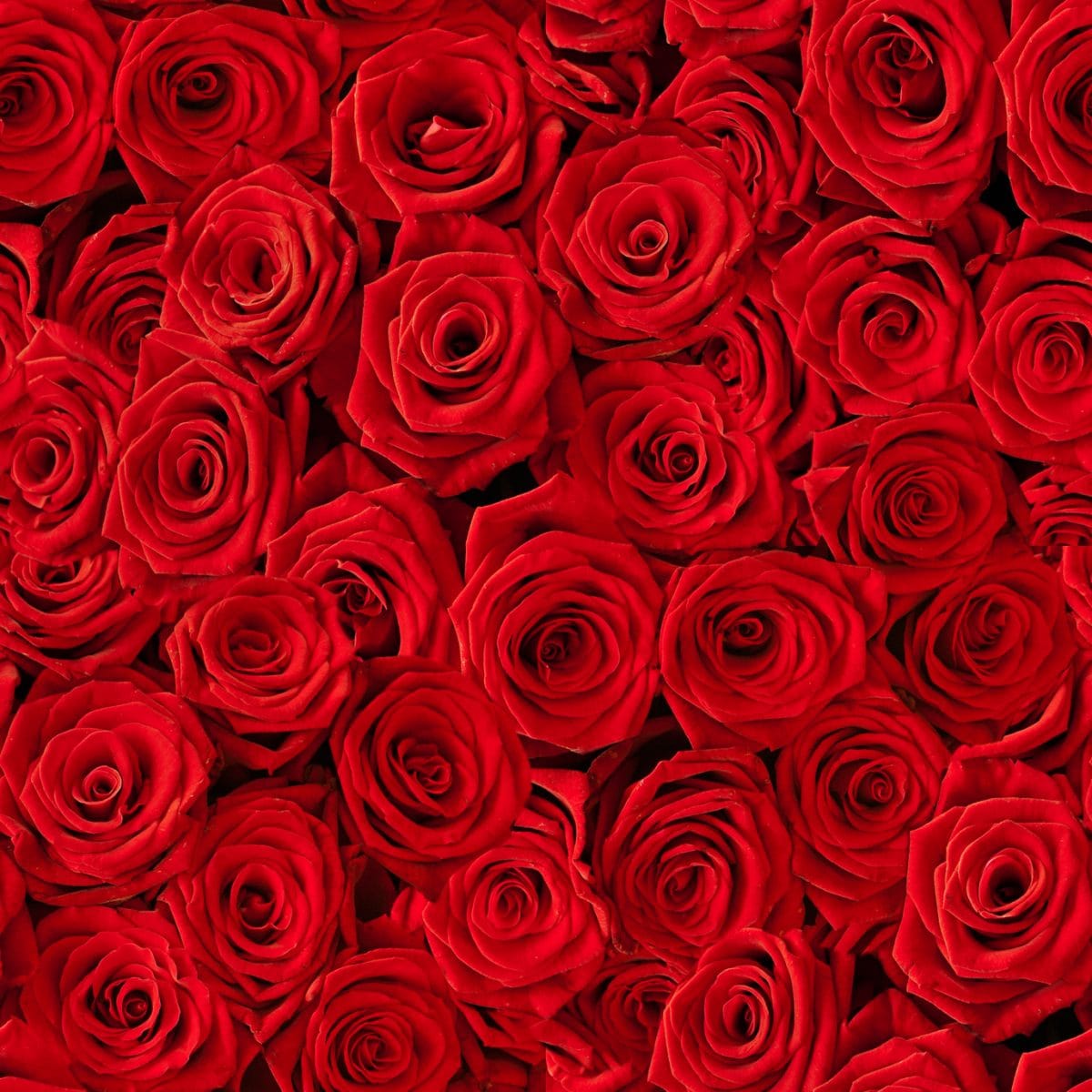 Seamless roses background