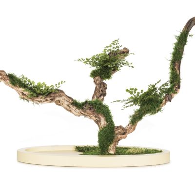 Bonsai Capelvenere