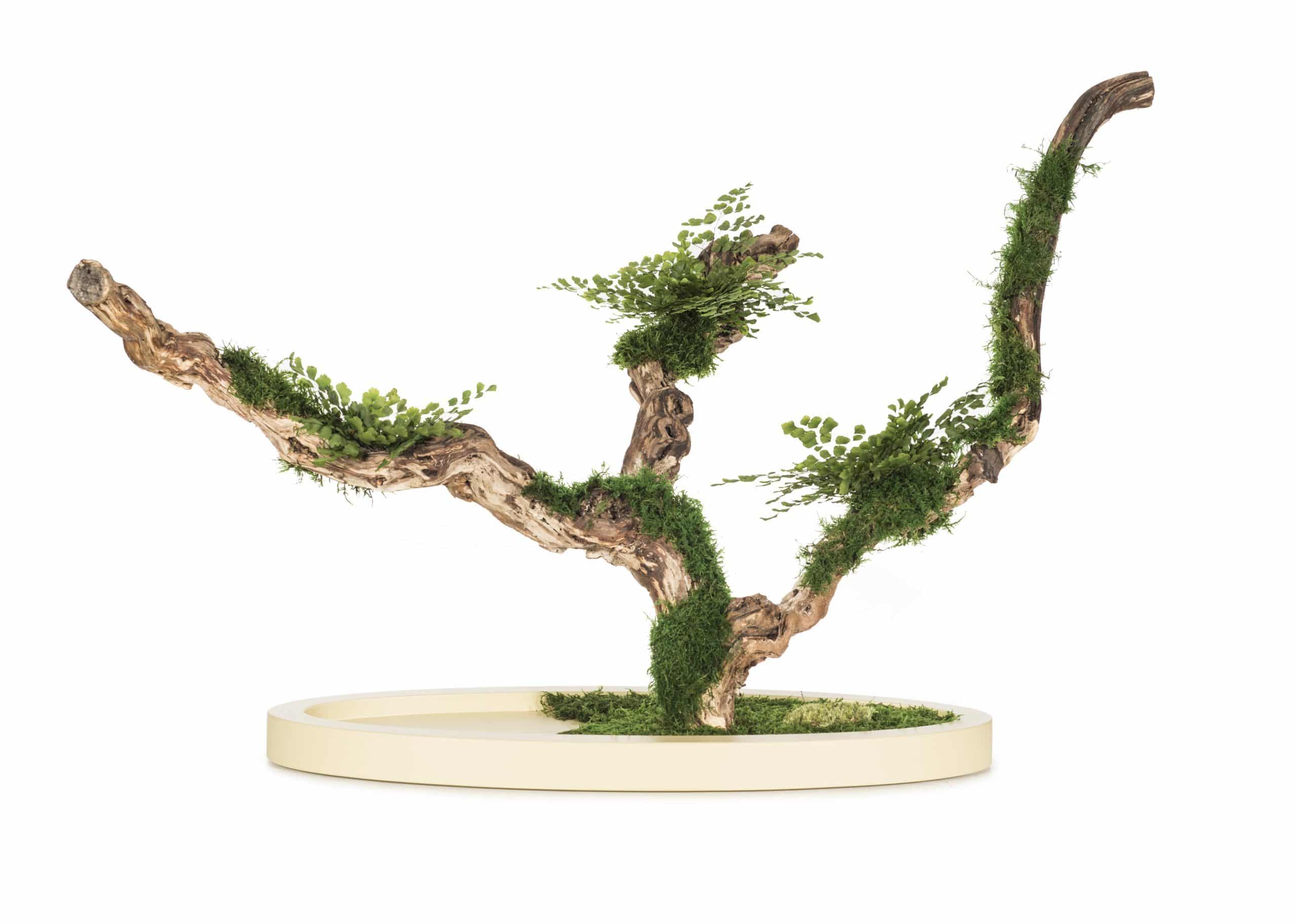Maidenhair - Venus stabilized Bonsai tree