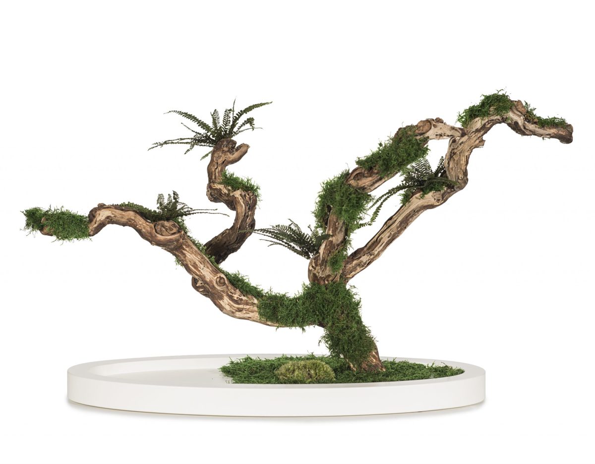 Bonsai with stabilized Ferns