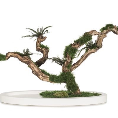 Bonsai felce
