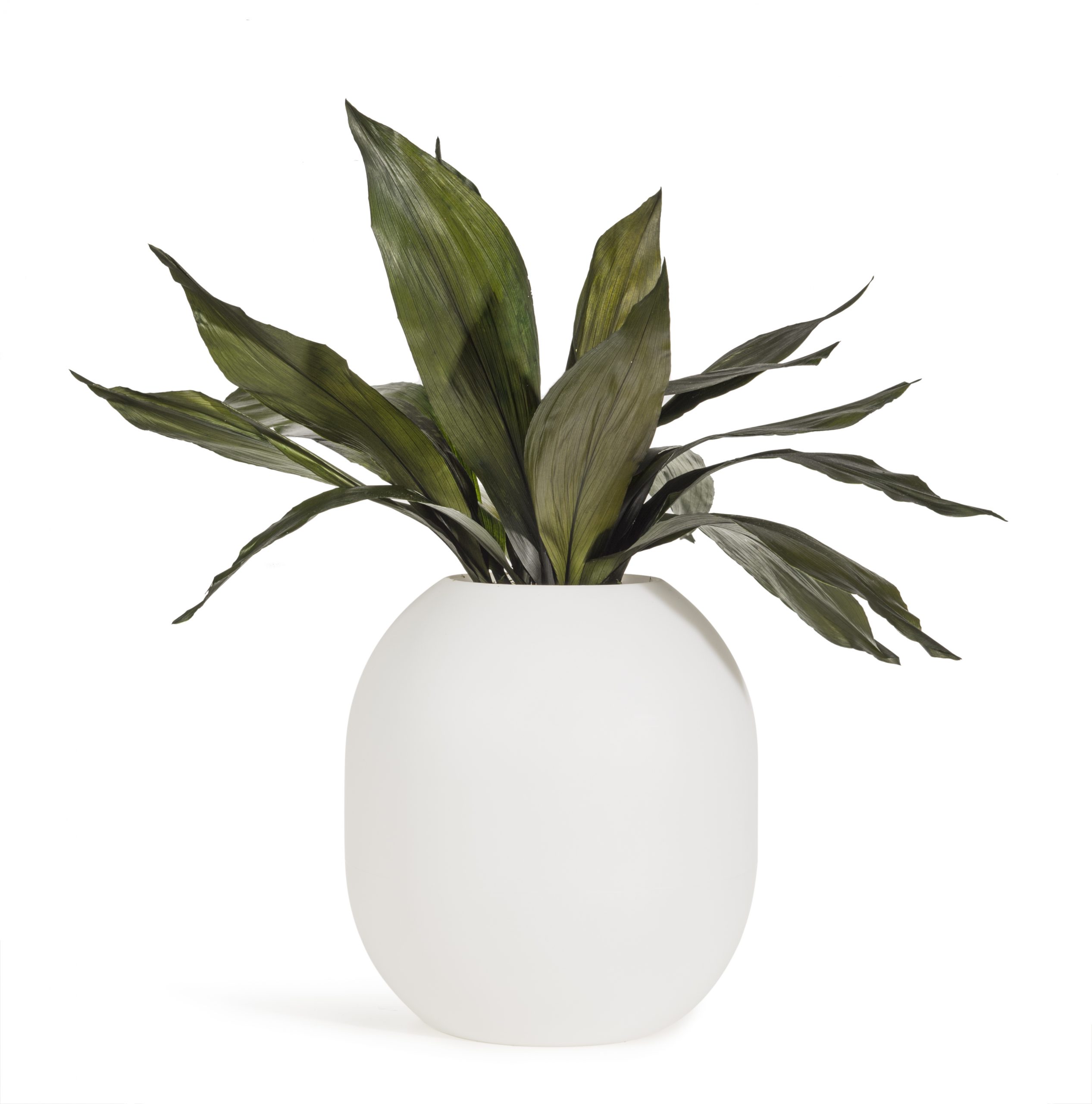 Preserved Aspidistra plant