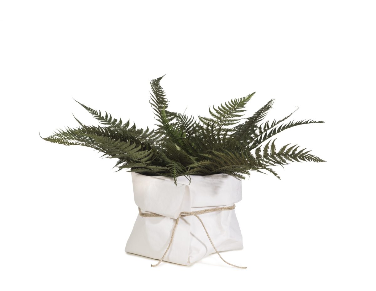 Stabilized Parchment Fern