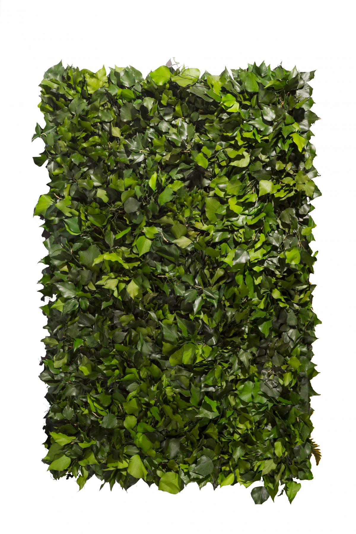 Edera arborea stabilizzata per muro vegetale