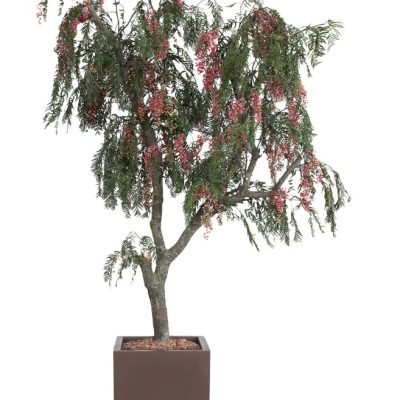 Albero-Falsen-pepper-w.