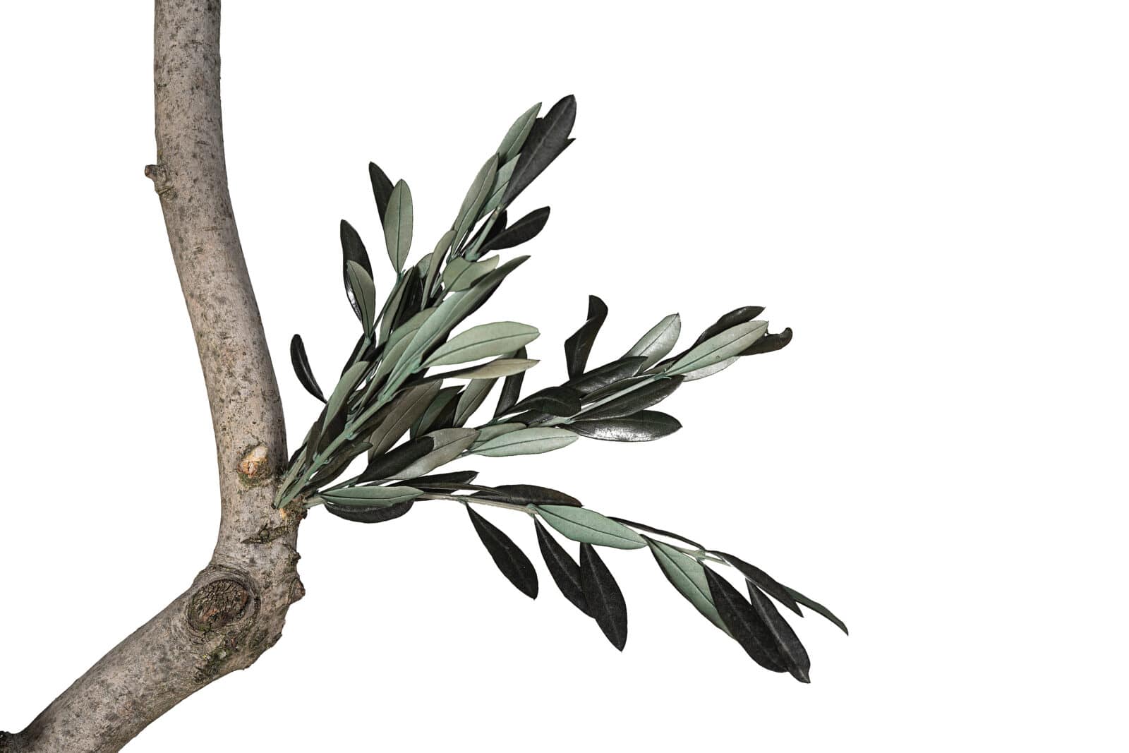 Como hacer esquejes de olivo