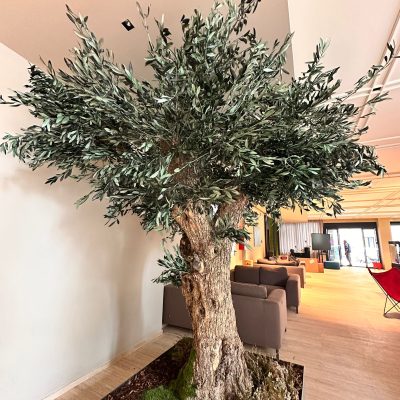 century old olive tree