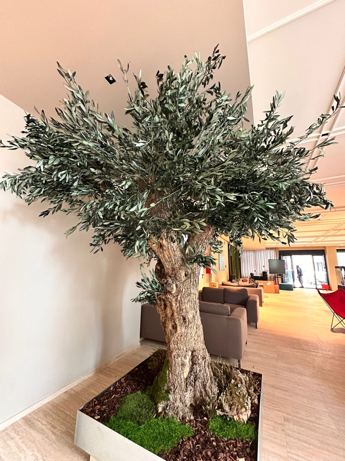 century old olive tree