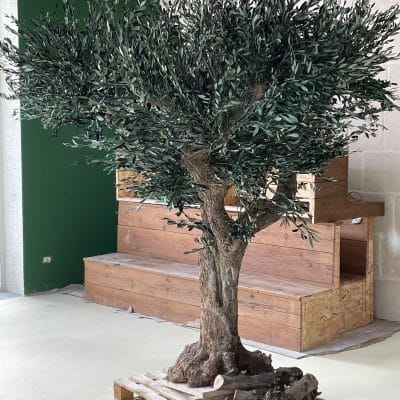olive-century-2