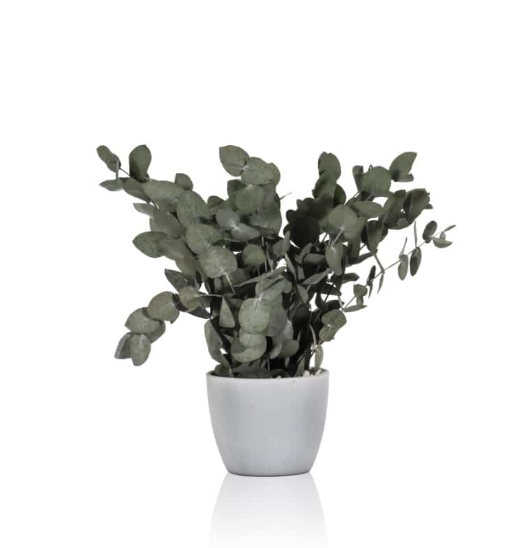 topiaria base cinierea verde piccolo vaso grigio chiaro web
