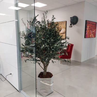 ulivo-stabilizzato-linfadecor (4)