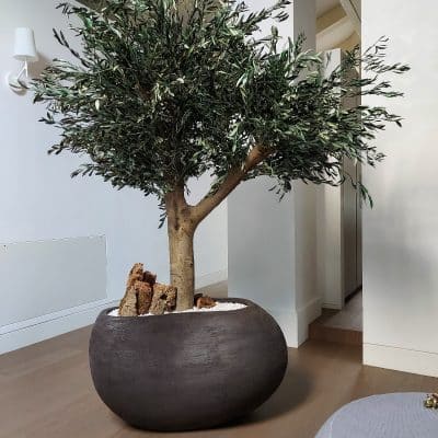 ulivo-stabilizzato-linfadecor (5)