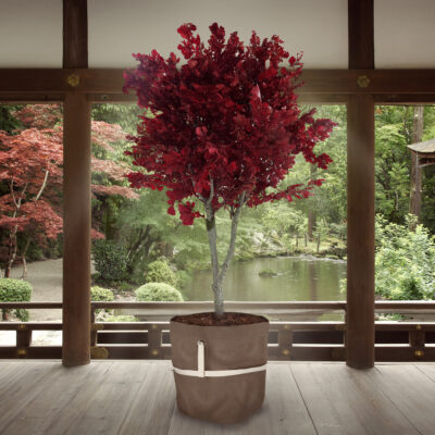 Beautiful japanese garden in Kyoto (Kamigamo shrine)
