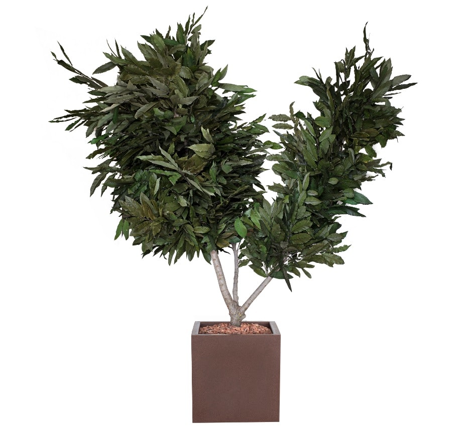 Albero castagno stabilizzato