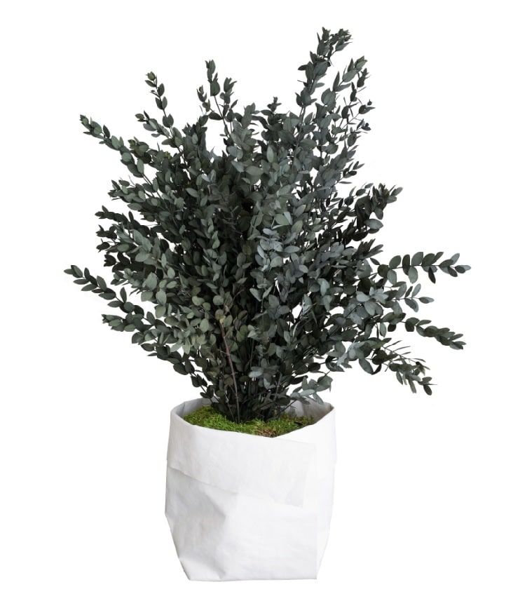 Preserved parvifolia eucalyptus topiary