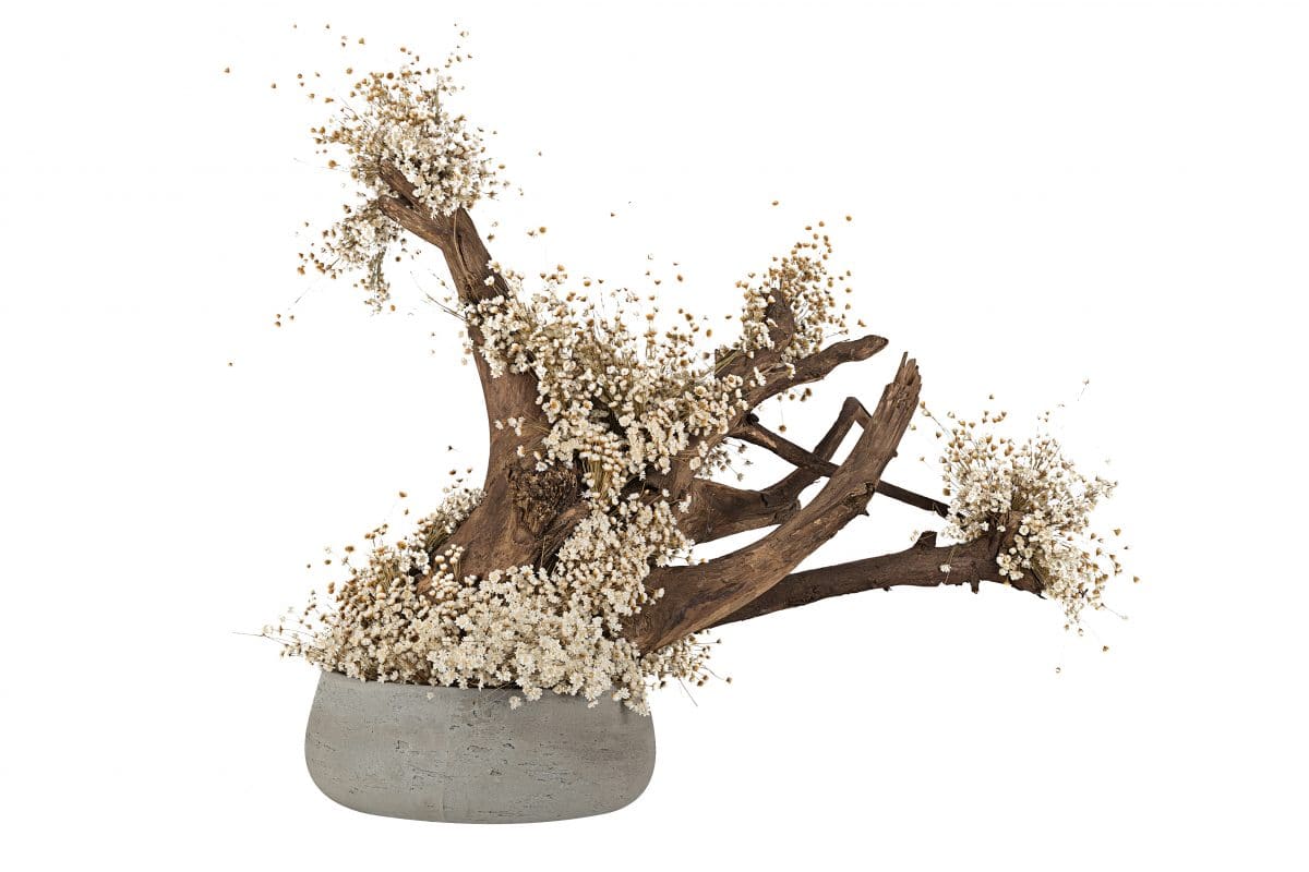 Preserved Glixia Bonsai
