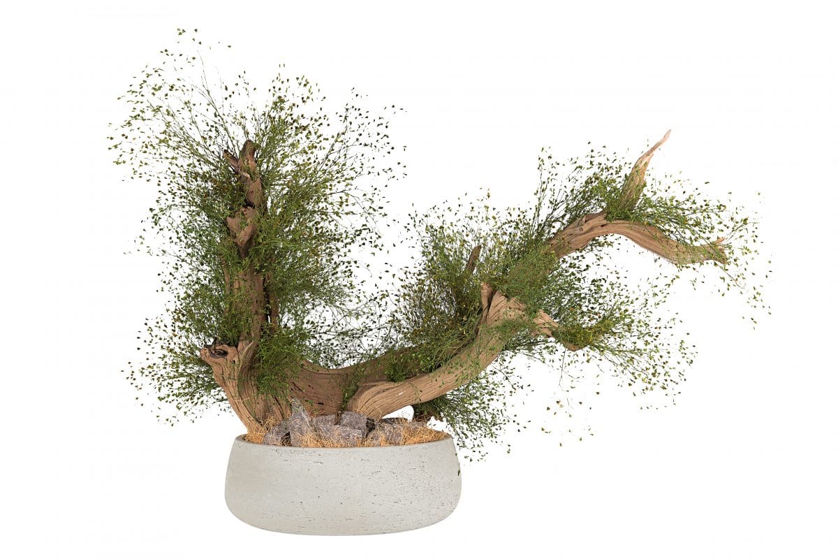 Preserved Californian Bonsai