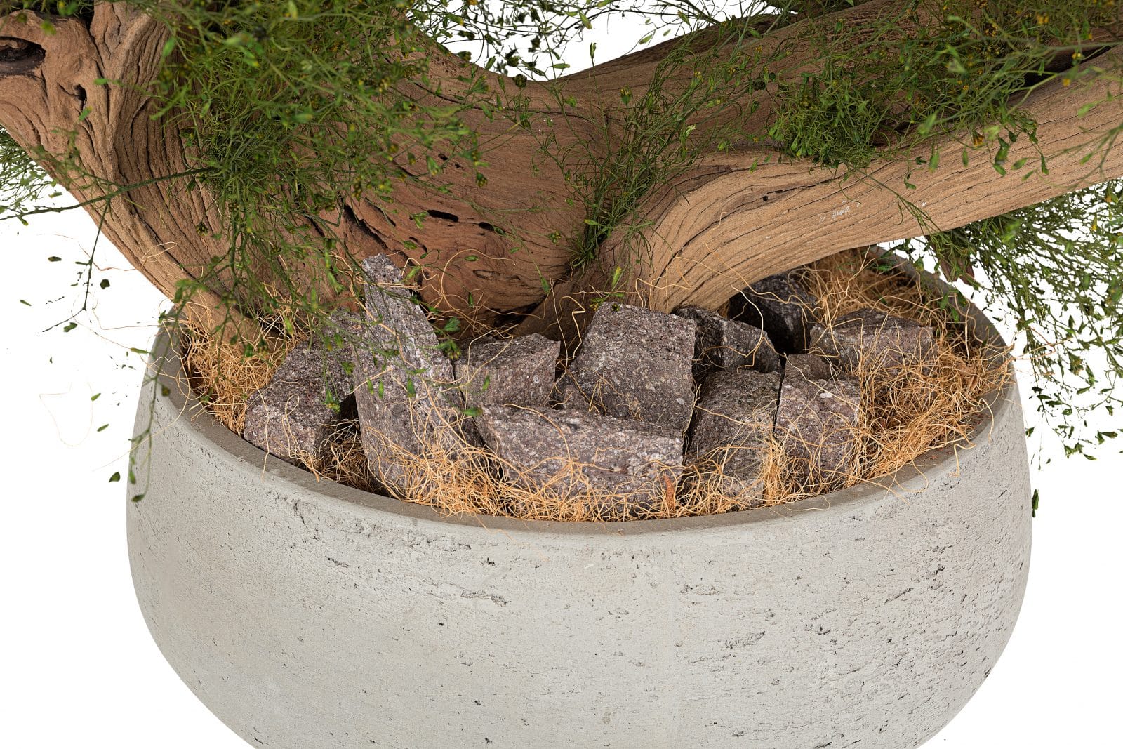 Piante stabilizzate in vaso: Bonsai Lycopodium - Studio T