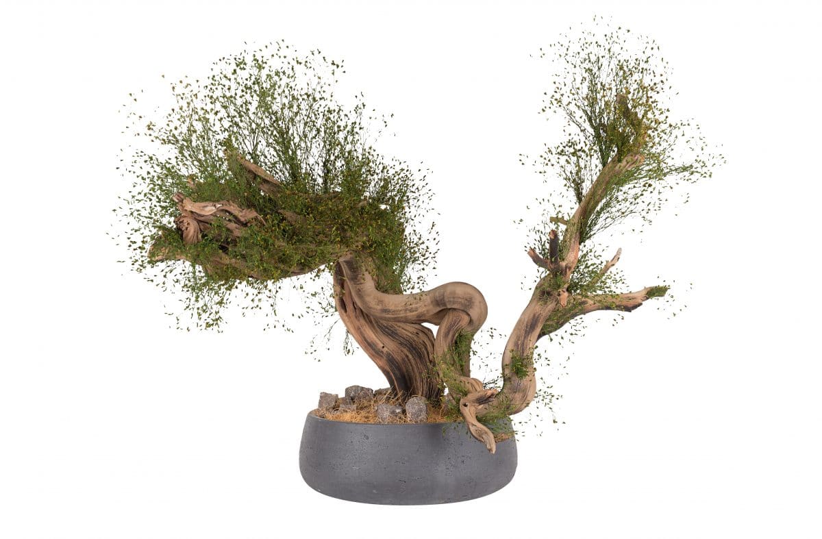 Preserved Californian Bonsai