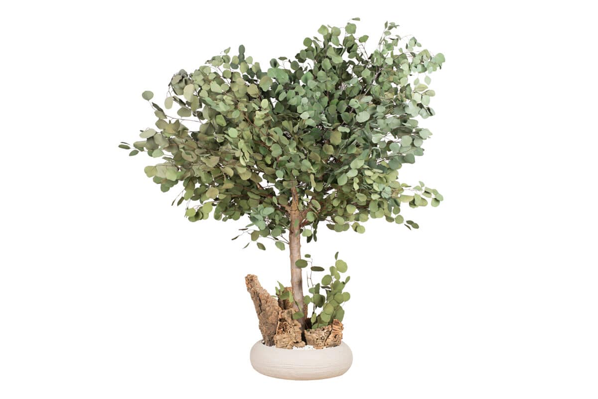 Stabilized Mini Eucaliptus Populus tree