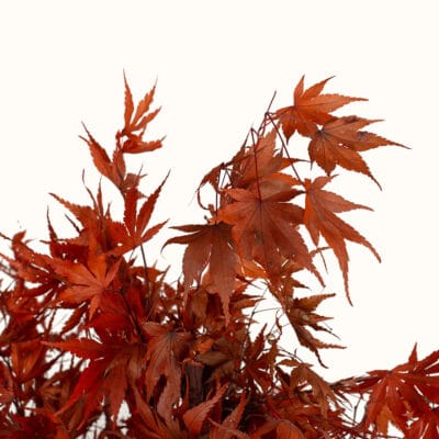 bonsai-acero-giapponese-3