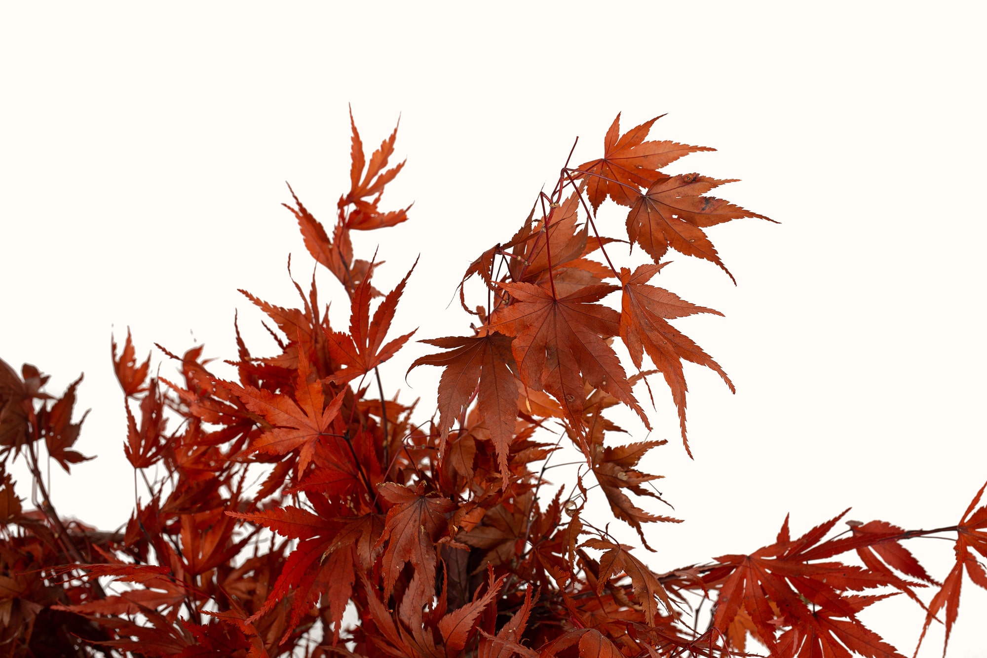 bonsai-acero-giapponese-3