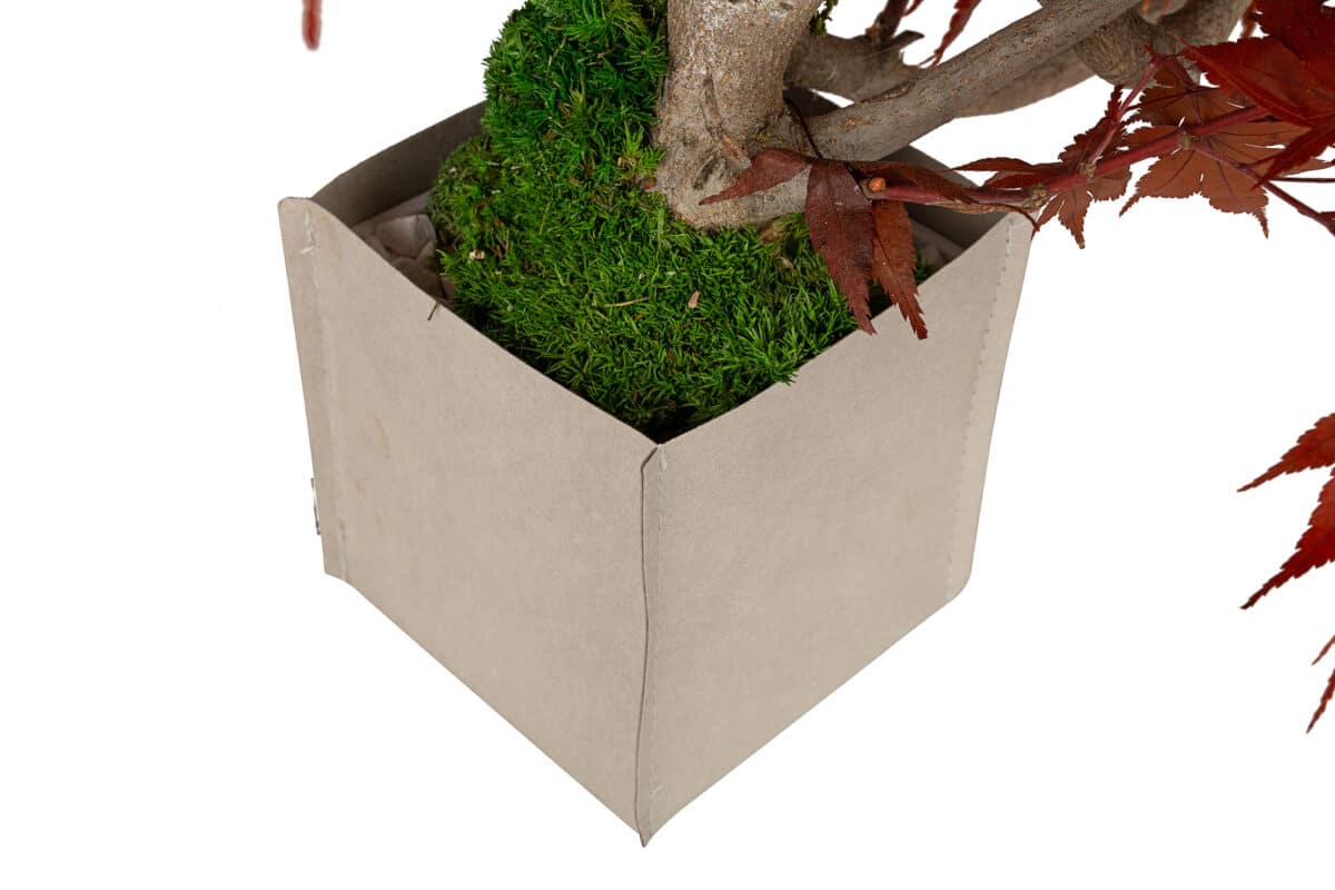 bonsai-acero-giapponese-4