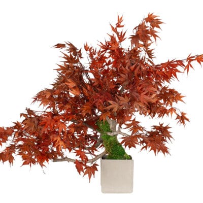 bonsai-acero-giapponese