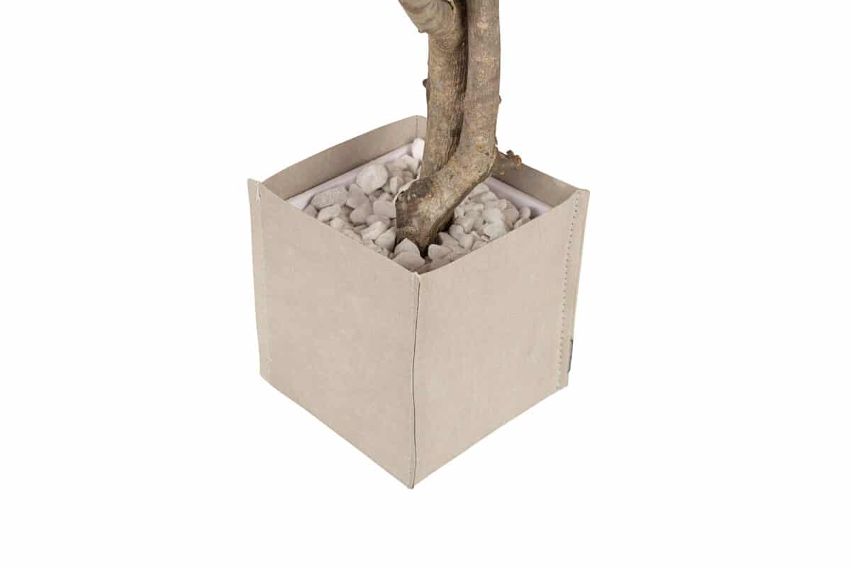 bonsai-acero-giapponese-8