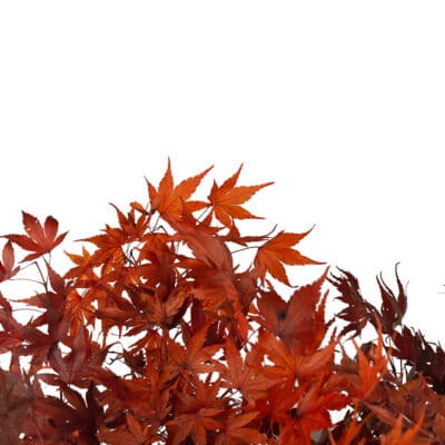 bonsai-acero-giapponese-9
