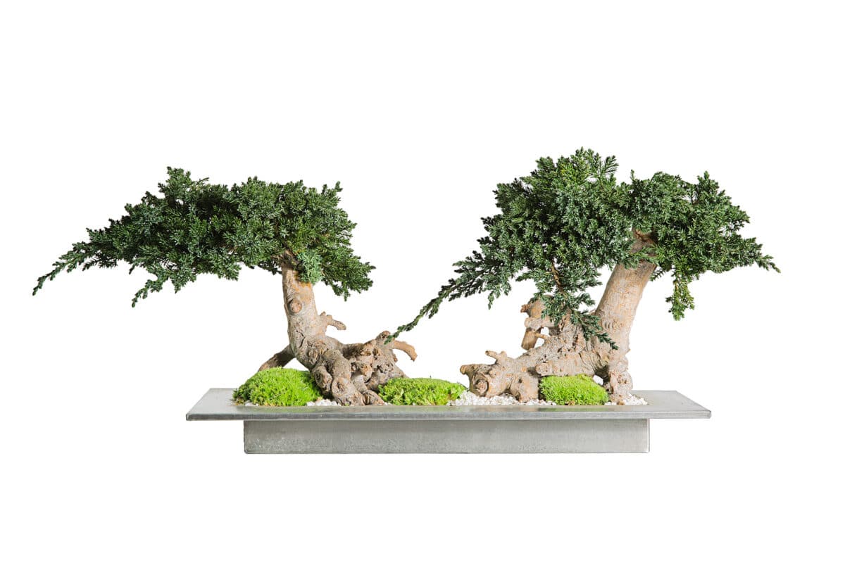 Juniperus Bonsai
