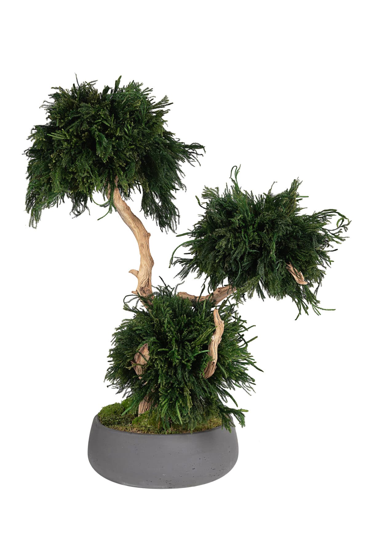 Preserved Lycopodium bonsai