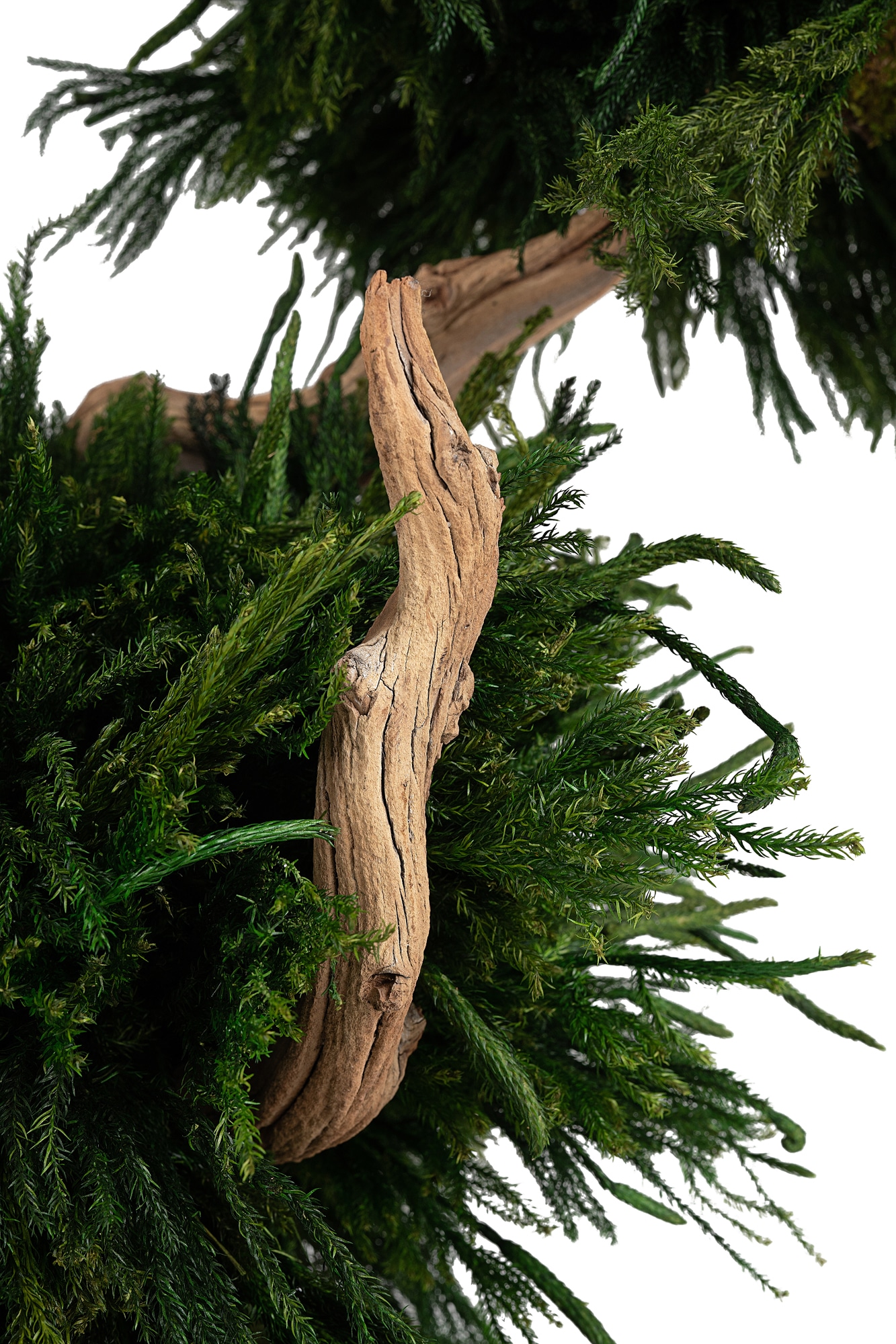 Piante stabilizzate in vaso: Bonsai Lycopodium - Studio T