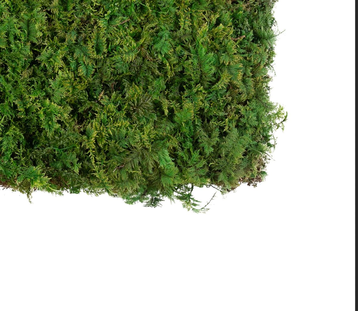 Stabilized greenwall with Fern Moss, Eden | Piante stabilizzate