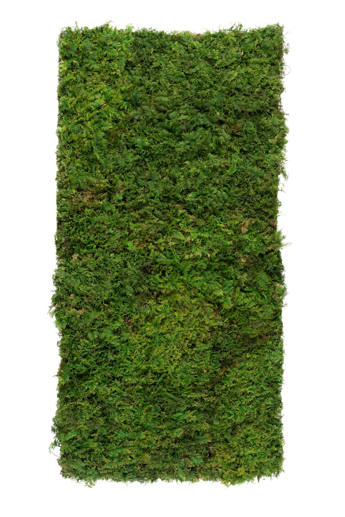 Parete Vegetale Stabilizzata Eden con Muschio di Felci