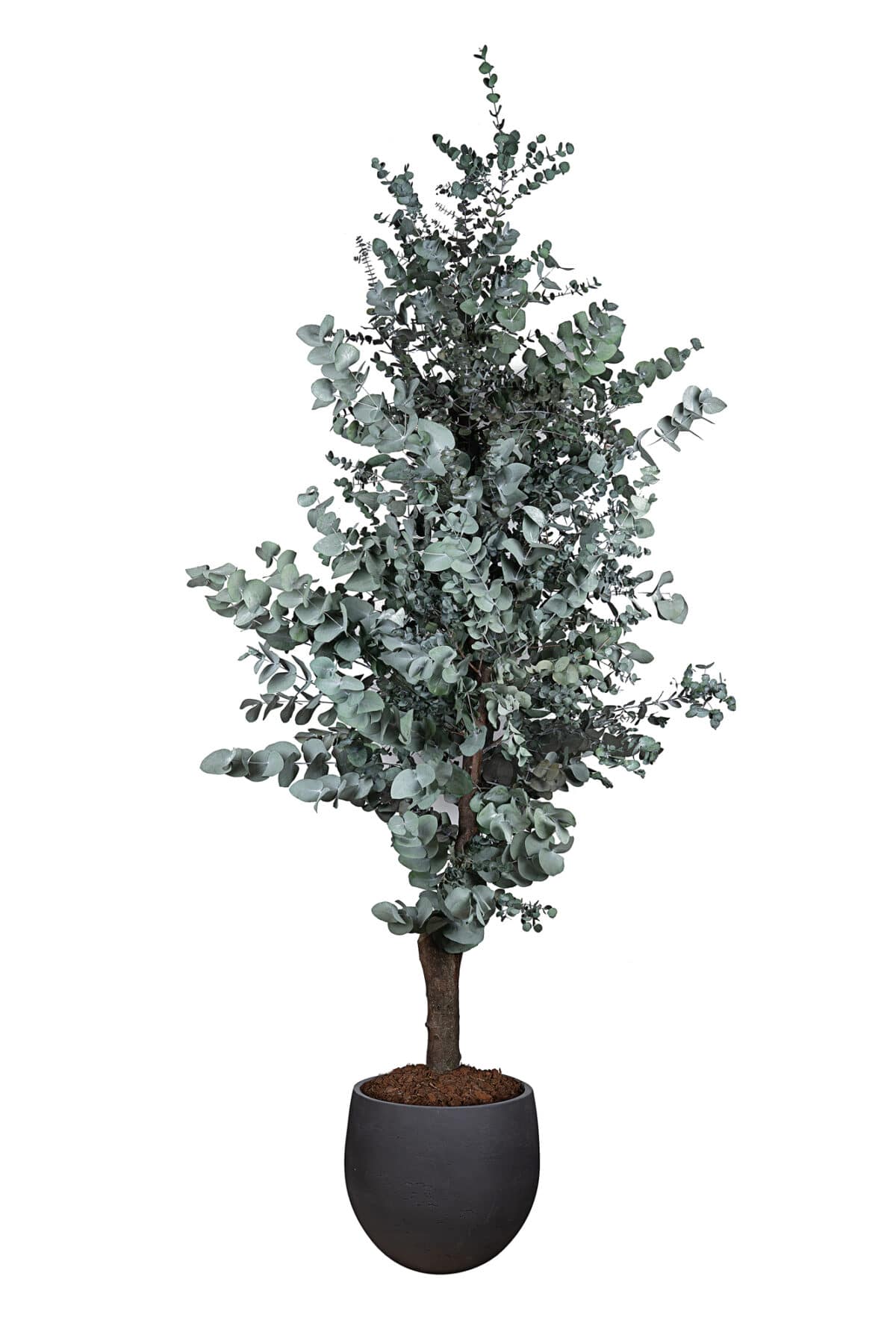 Albero Eucalipto Cinerea stabilizzato